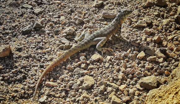 Image of Tiger Pacific Iguana