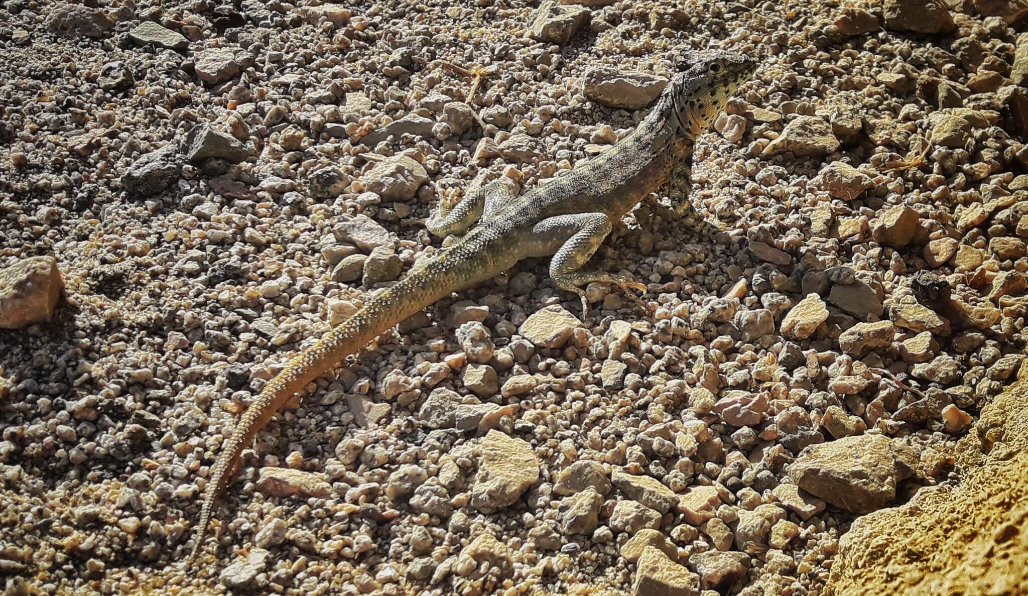 Image of Tiger Pacific Iguana