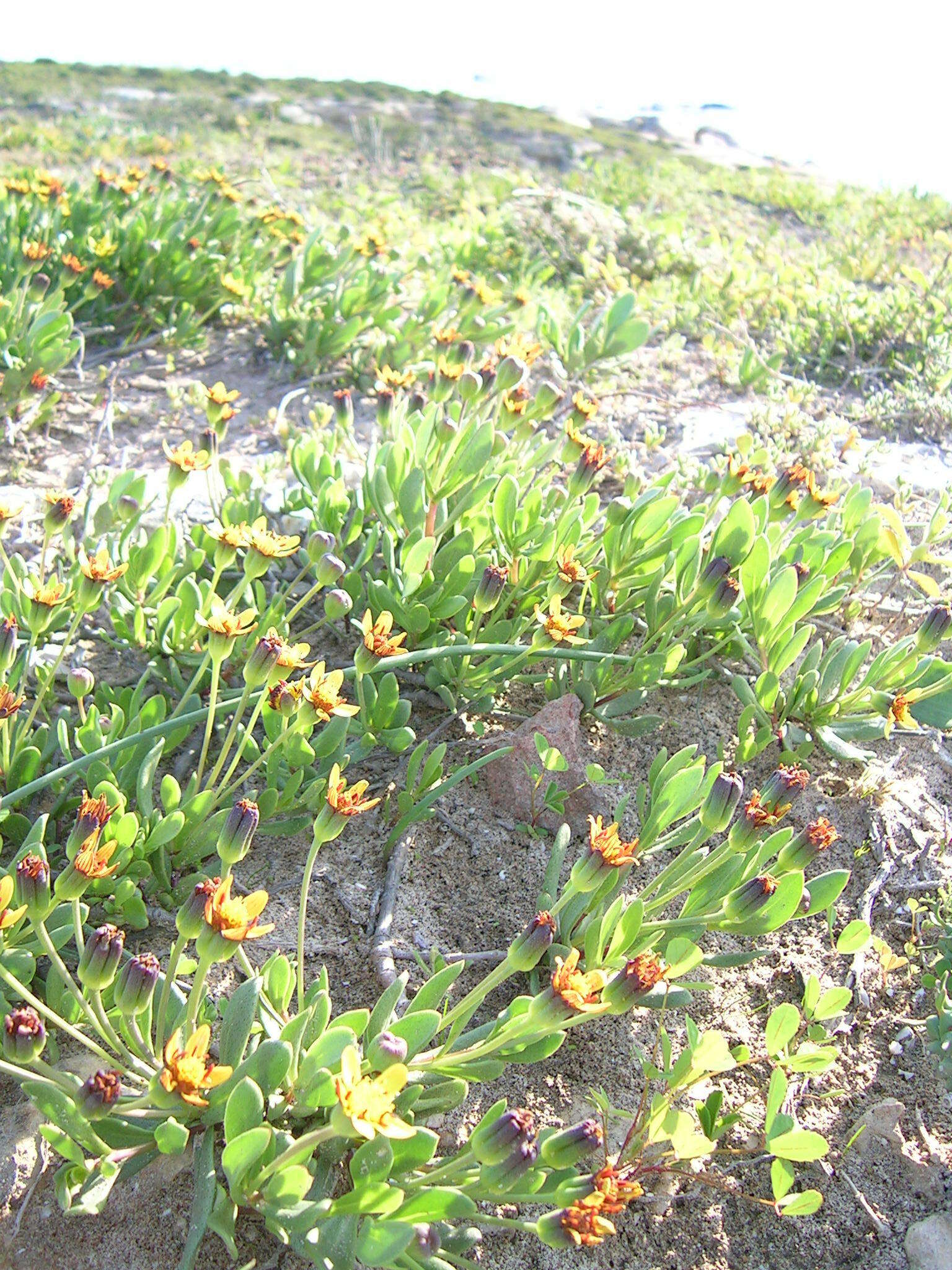 Image de Othonna arborescens L.