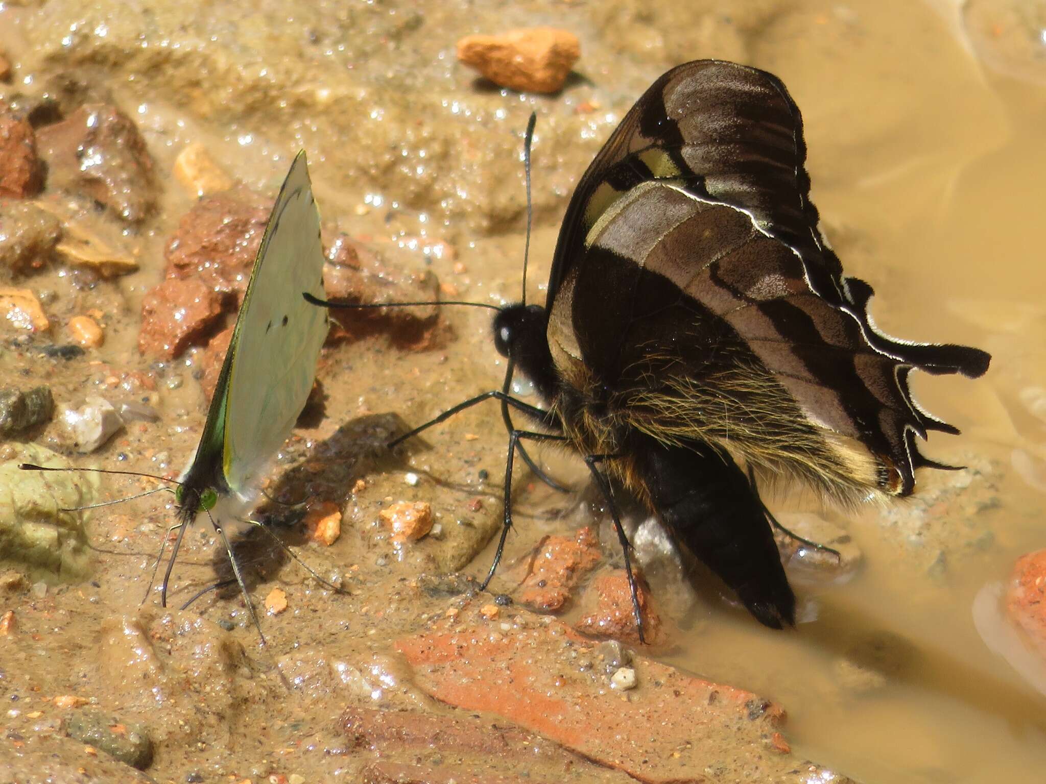 Image of Papilio warscewiczii Hopffer 1865