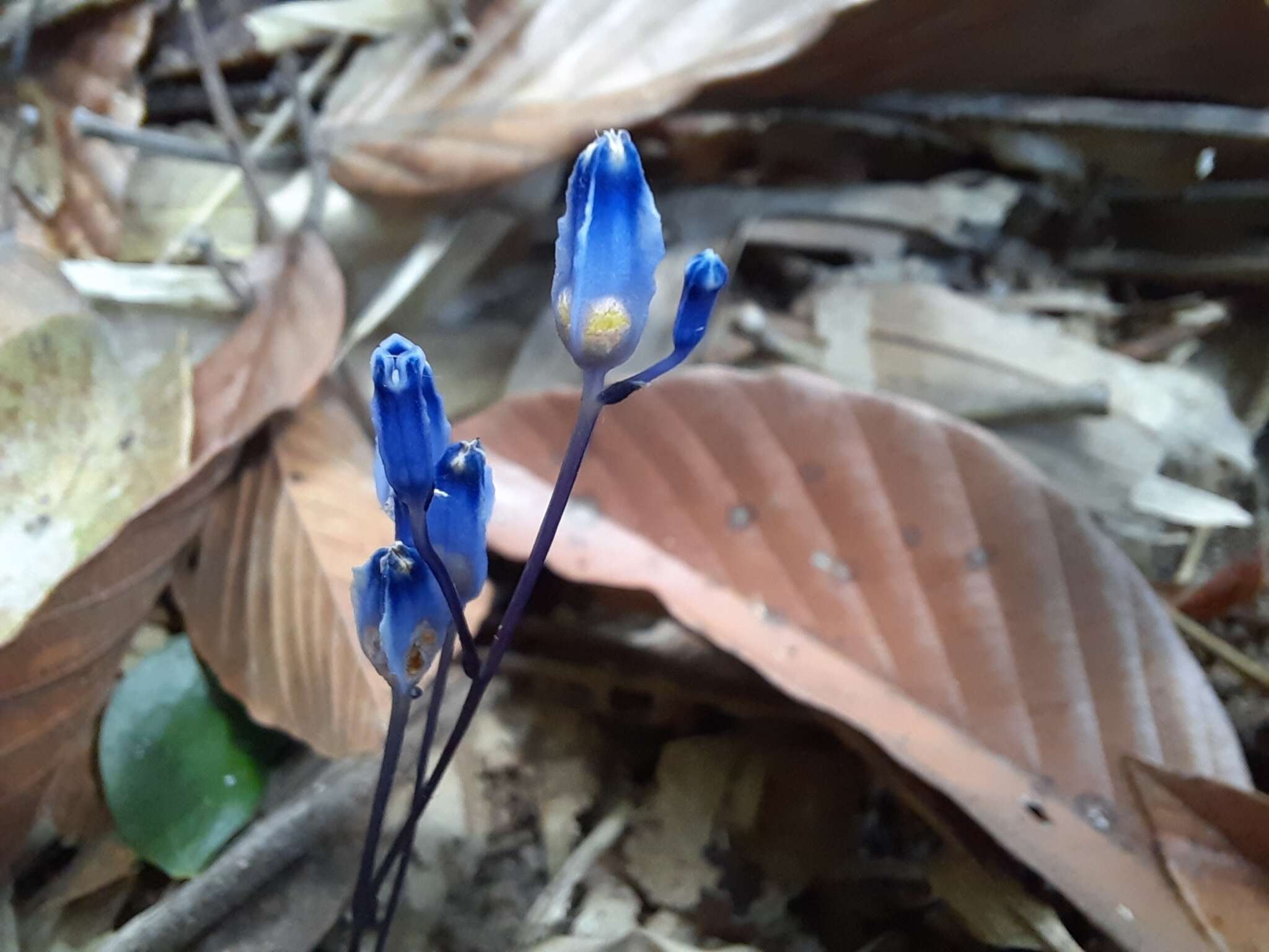 Image of Burmannia wallichii (Miers) Hook. fil.