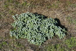 Image of horehound