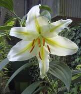 Lilium auratum Lindl. resmi