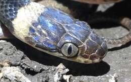 Image of Southwestern Cat-eyed Snake