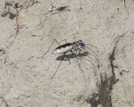 Image of White-cloaked Tiger Beetle