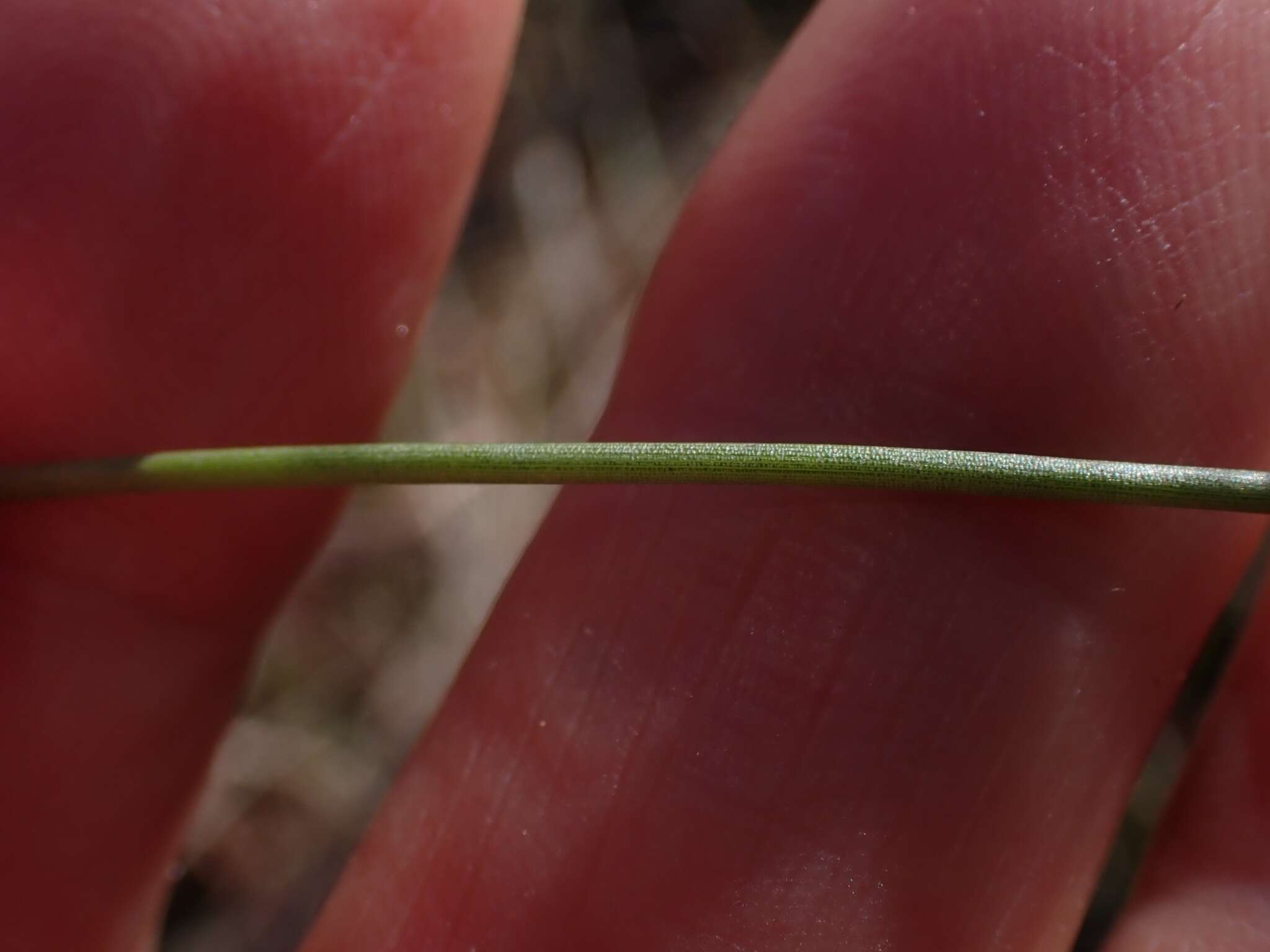 Слика од Leptocarpus tenax (Labill.) R. Br.