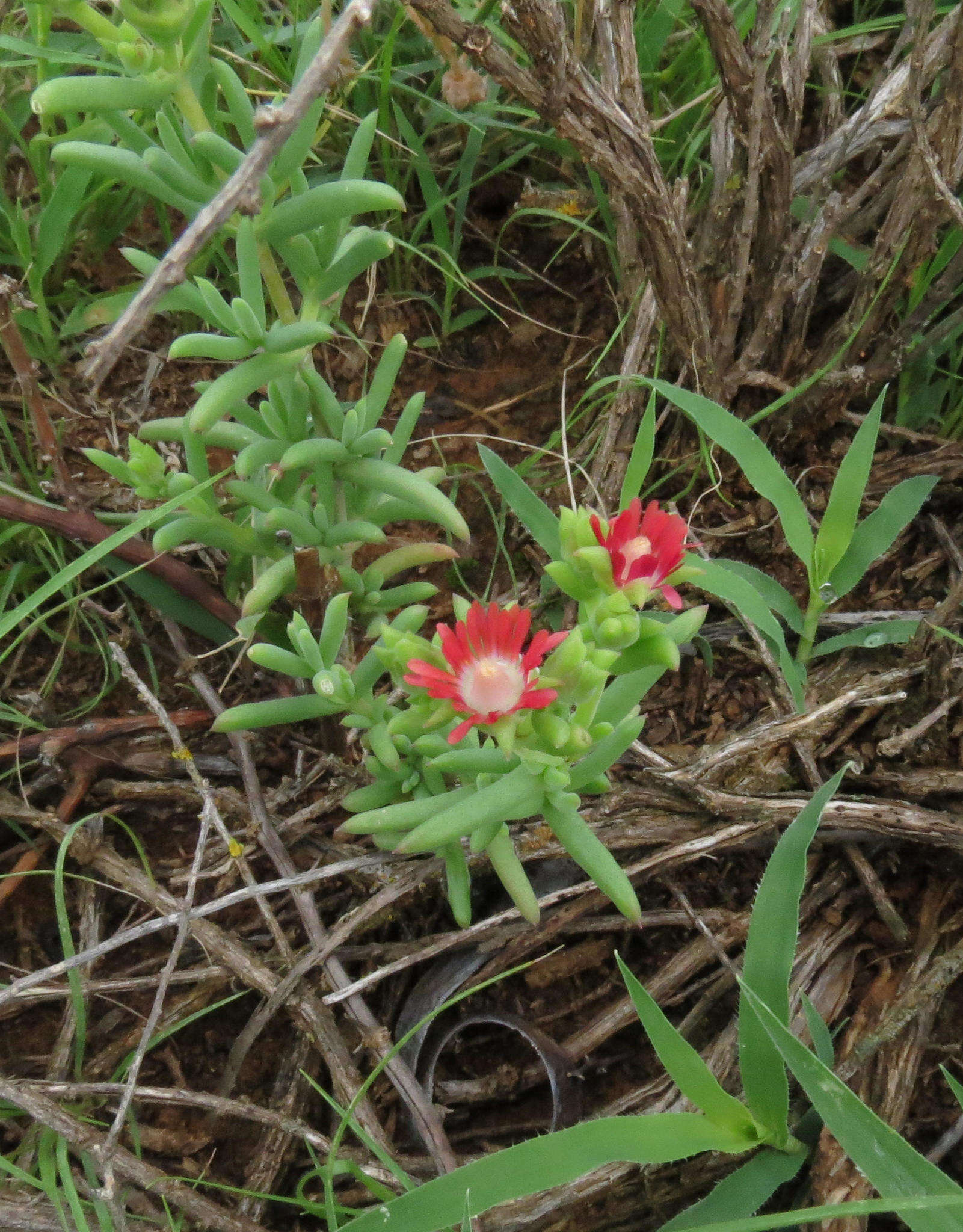 Imagem de Delosperma multiflorum L. Bol.