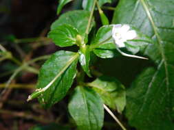 Image of Impatiens platypetala subsp. nematoceras (Miq.) Steen.