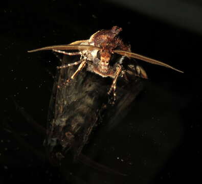 Image of Agrotis porphyricollis Guenée 1852