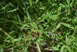 Image of twinleaf bedstraw