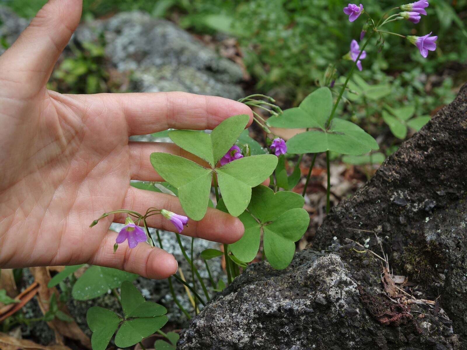 Image of broadleaf woodsorrel