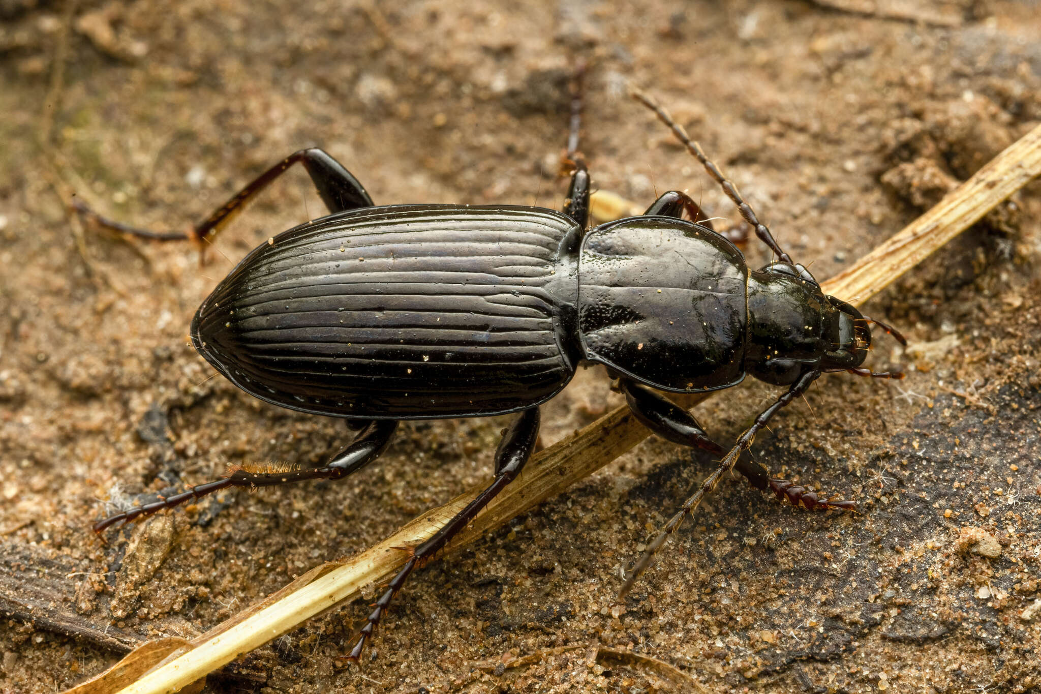 Image of Pterostichus (Bothriopterus) mutus (Say 1823)