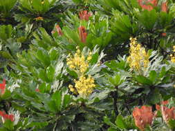 Image of Cespedesia spathulata (Ruiz & Pav.) Planchon