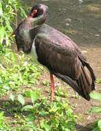 Image of Black Stork