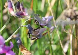 Image of bush vetch