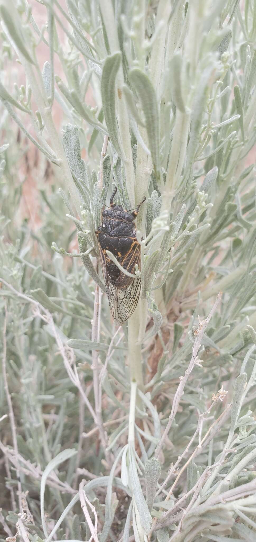 Image of Okanagana gibbera Davis & W. T. 1927