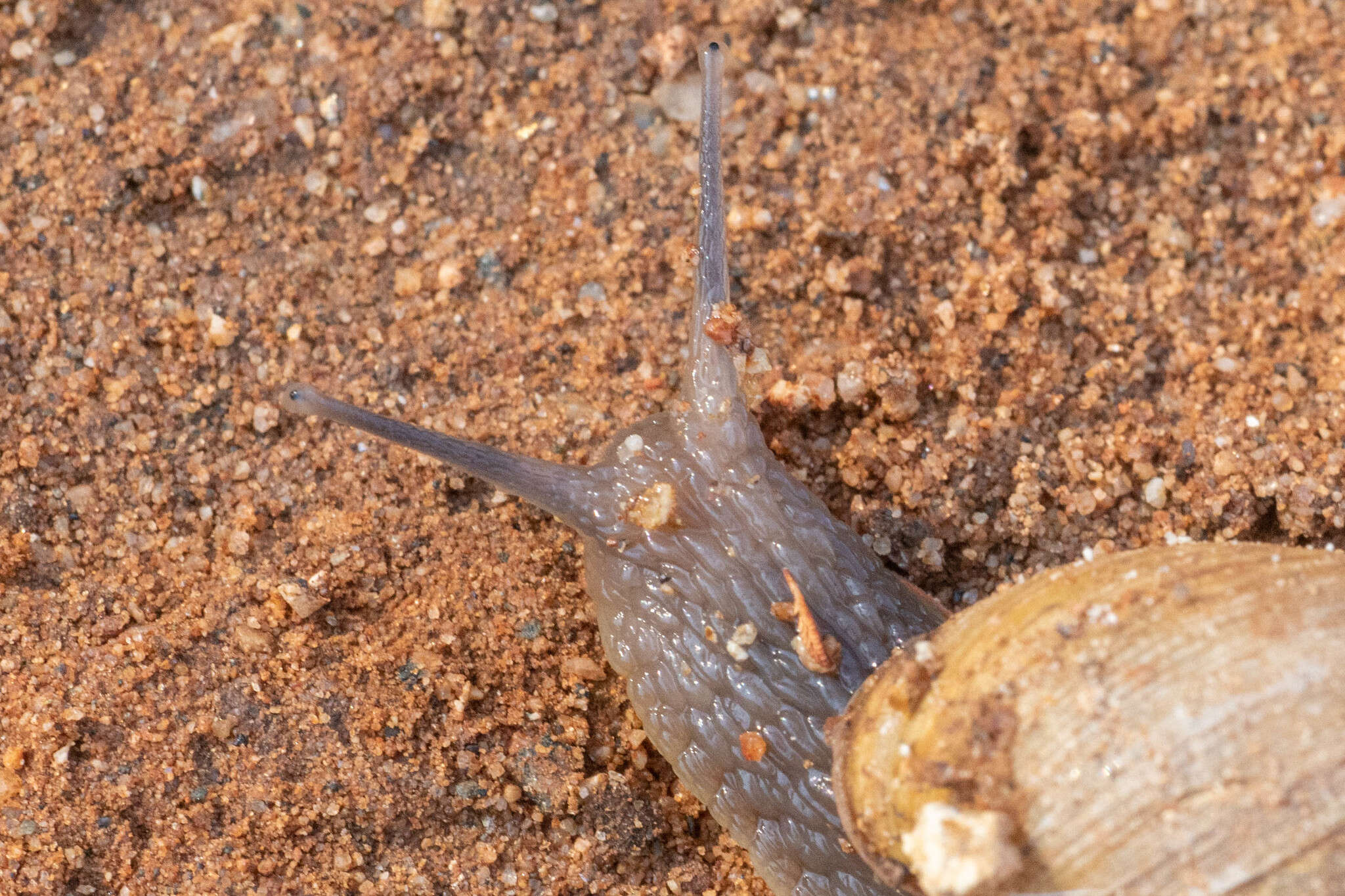 Image of Plectostylus chilensis