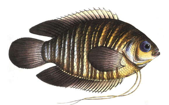 Image of Banded gourami