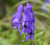 Imagem de Aconitum japonicum subsp. maritimum (Nakai ex Tamura & Namba) Y. Kadota