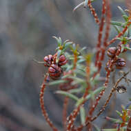 Image de Gyrostemon australasicus (Moq.) Heimerl