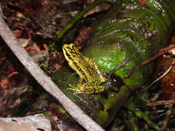 Image of Rancho Grande Harlequin Frog