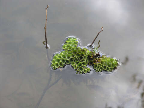 Image of Salvinia cucullata Roxb. ex Bory