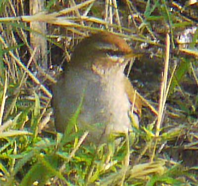 Image of Grey-sided Thrush