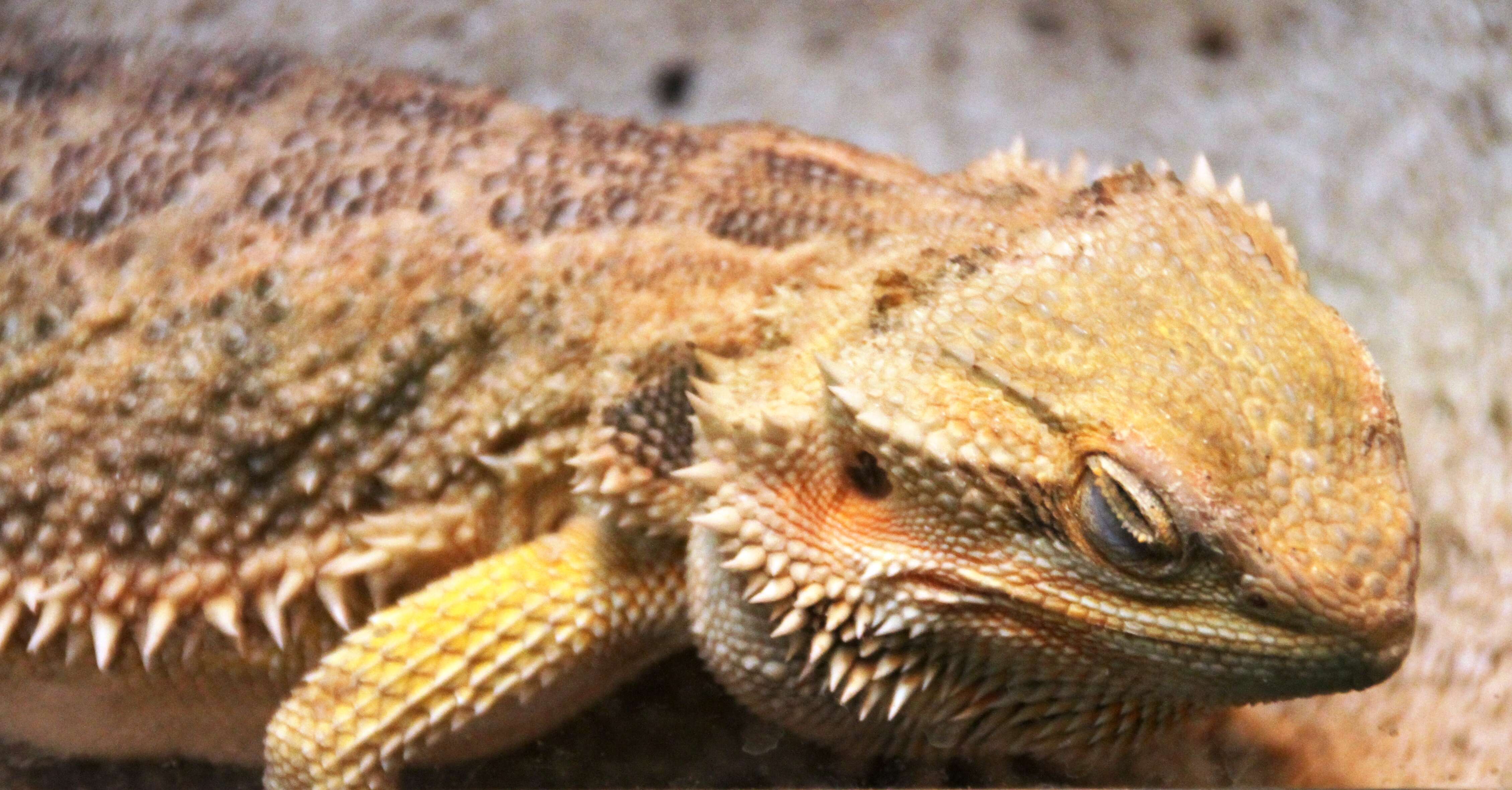 Image of Central bearded dragon