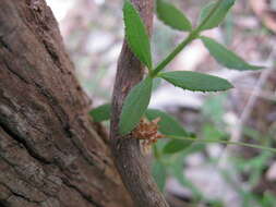 Image of Gonocarpus tetragynus Labill.