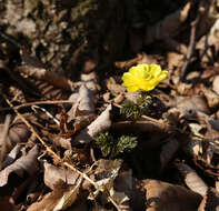 Image of Amur adonis