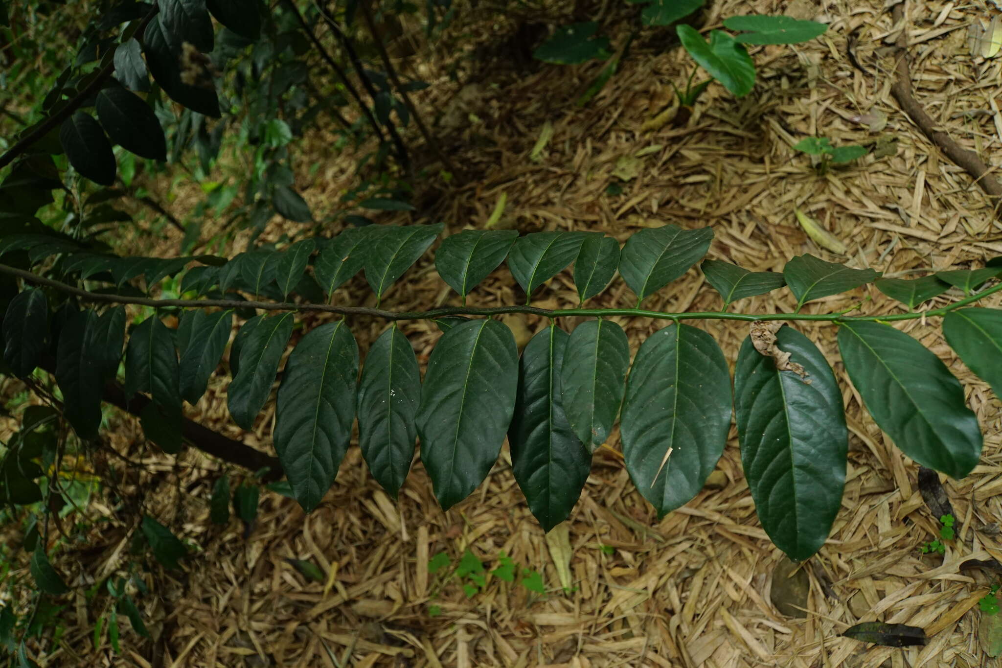 Image of Malaysian persimmon