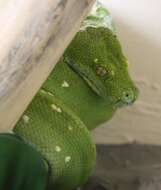 Image of Green Python