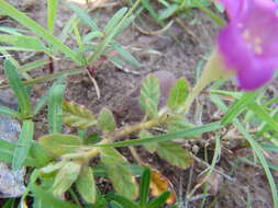 Image of Beach Peanut