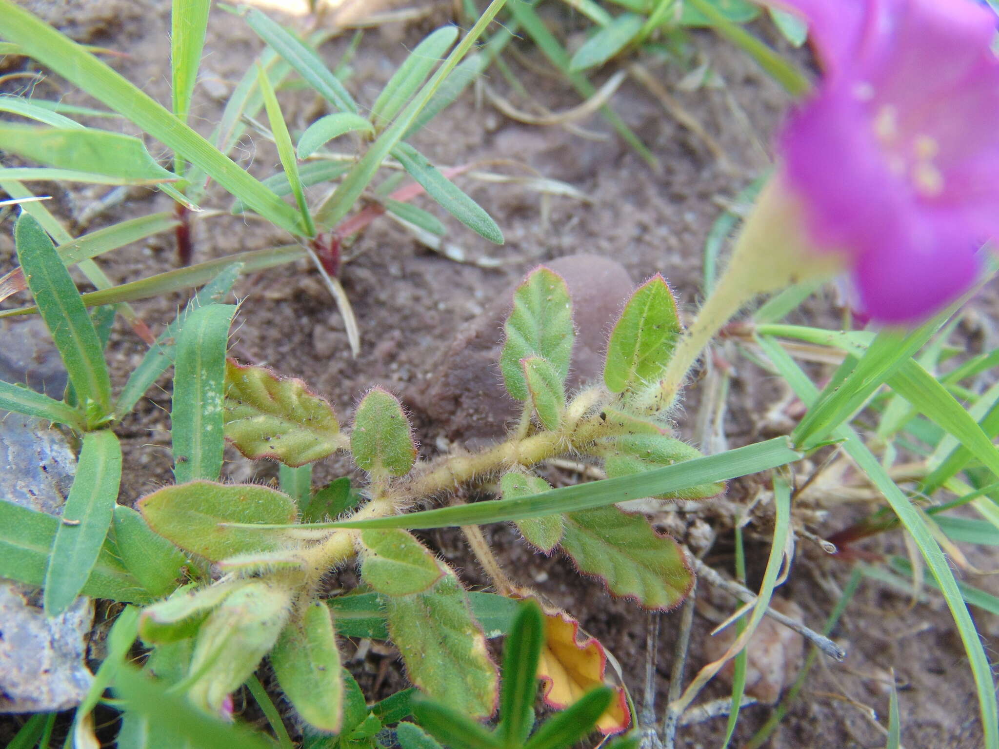 Image of Beach Peanut