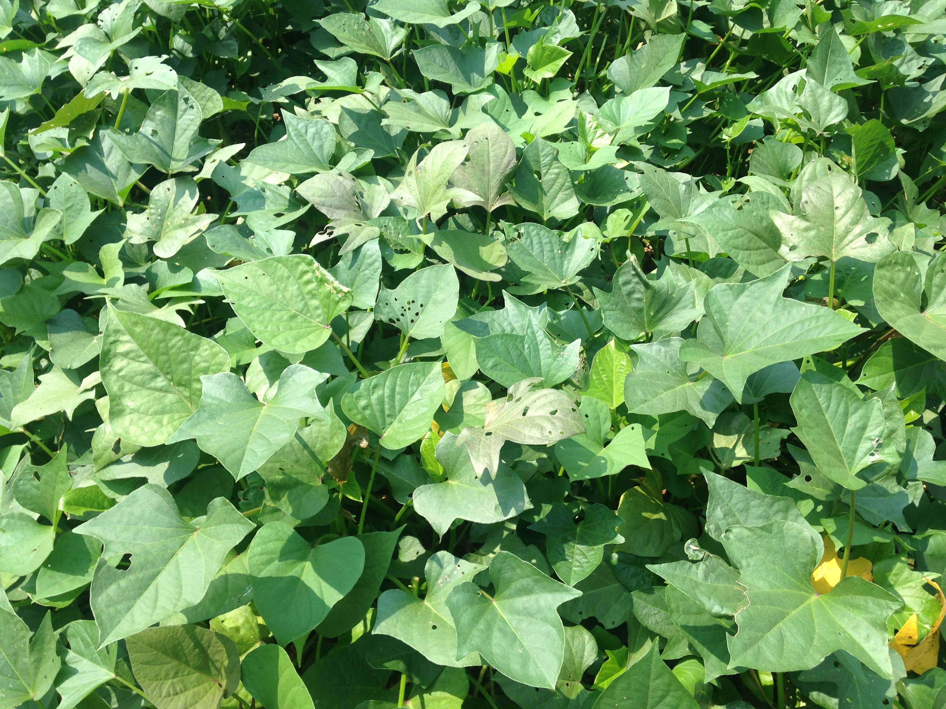 Image of sweet potato