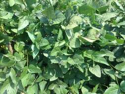 Image of soybean