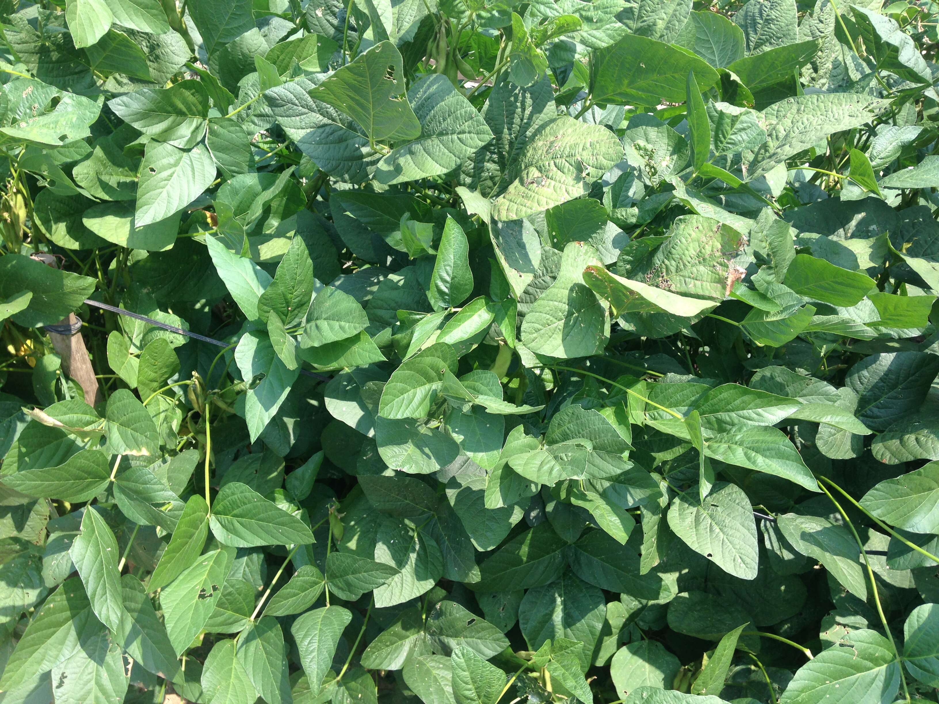 Image of soybean