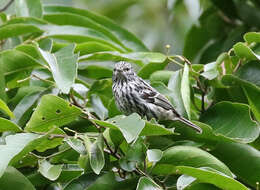 Image of Arrowhead Warbler