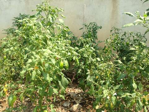 Imagem de Capsicum annuum L.