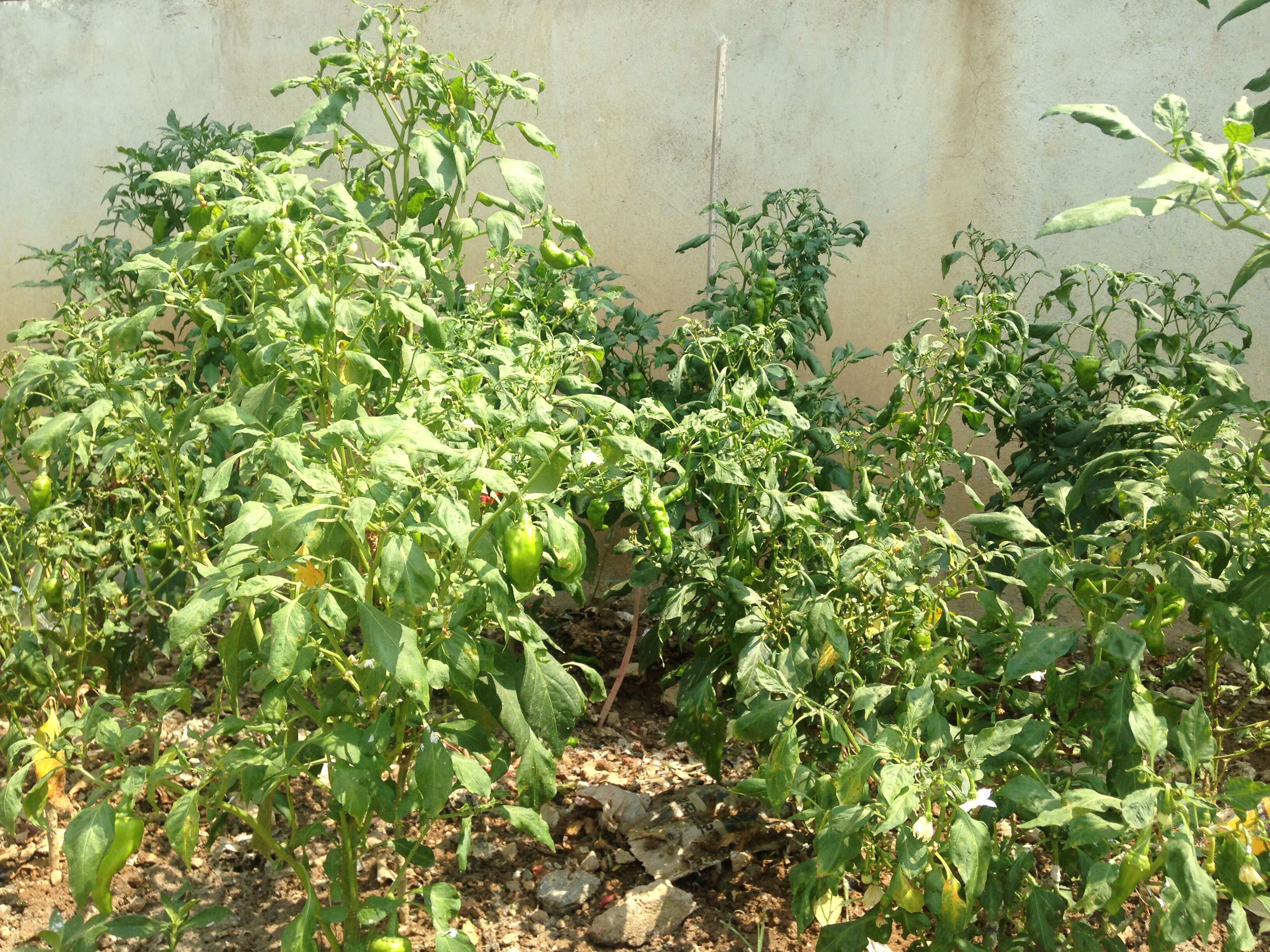 Imagem de Capsicum annuum L.