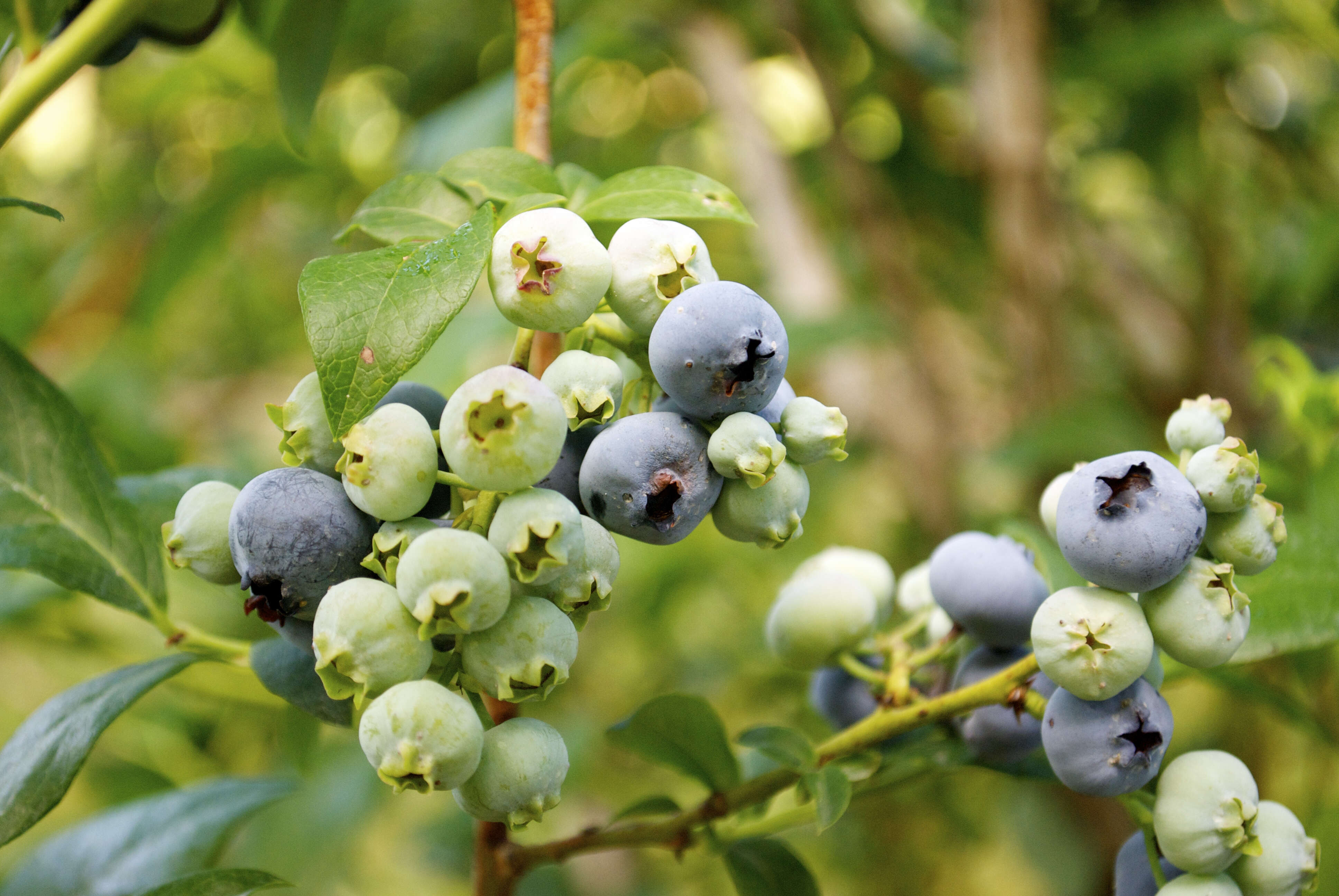 Image of Vaccinium sect. Cyanococcus