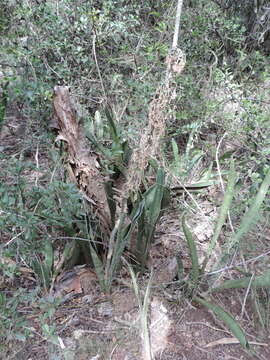 Imagem de Sansevieria hyacinthoides (L.) Druce