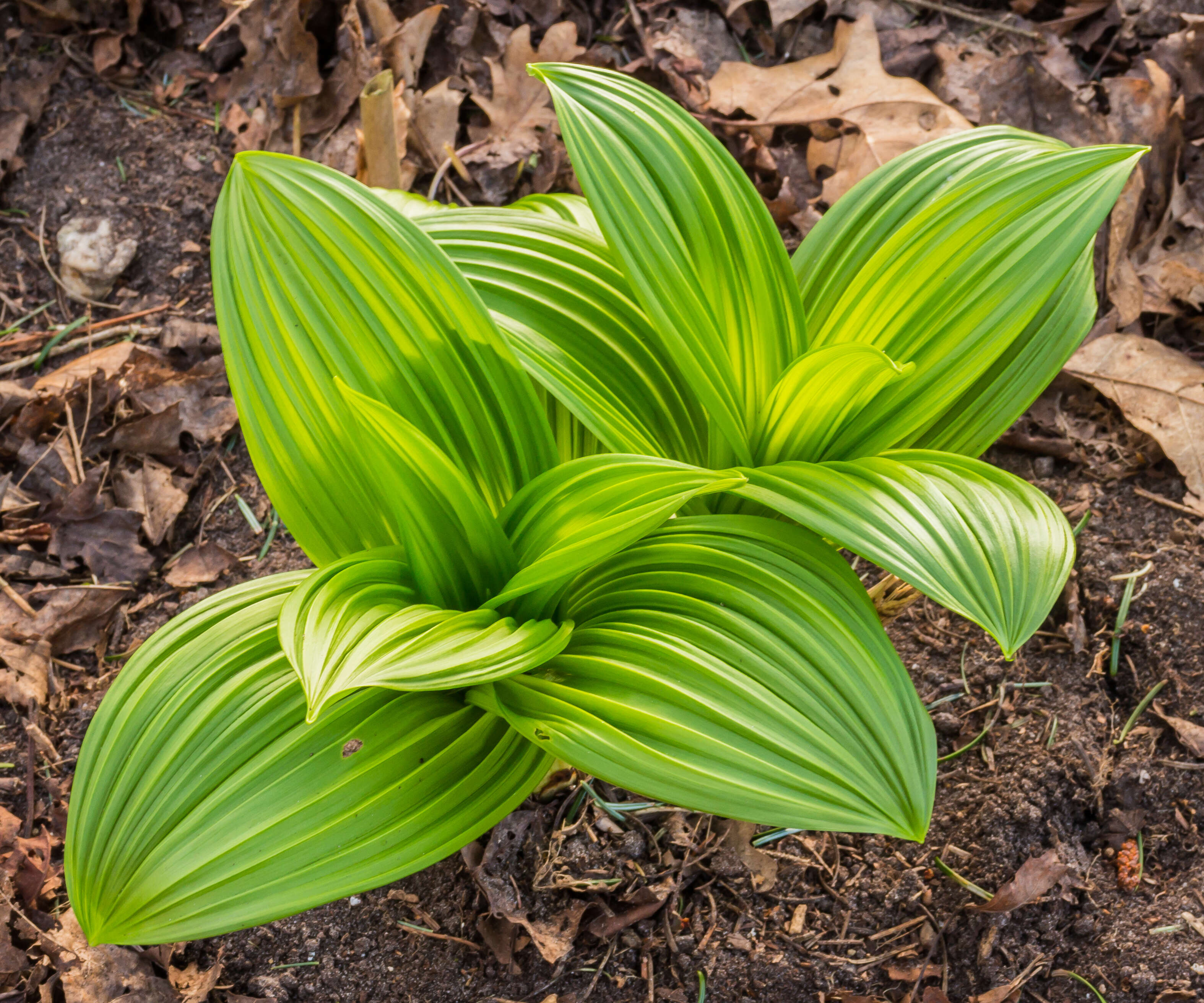 Image of black false hellebore