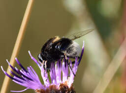 Imagem de Eristalis intricaria (Linnaeus 1758)