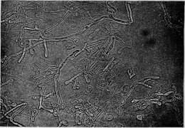 Image of Blastomyces dermatitidis Gilchrist & W. R. Stokes 1898