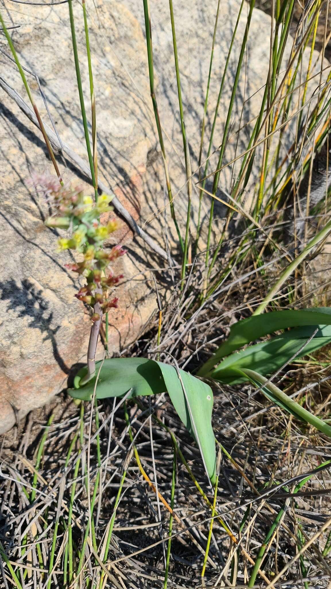 Image of Lachenalia longibracteata E. Phillips