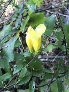 Image of largeflower yellow false foxglove