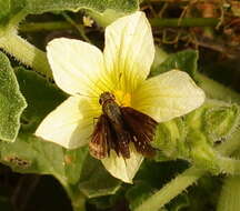 Image of Olive-Haired Swift