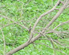 Image of Eastern Phoebe