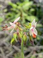 Image of Pelargonium laxum (Sweet) G. Don